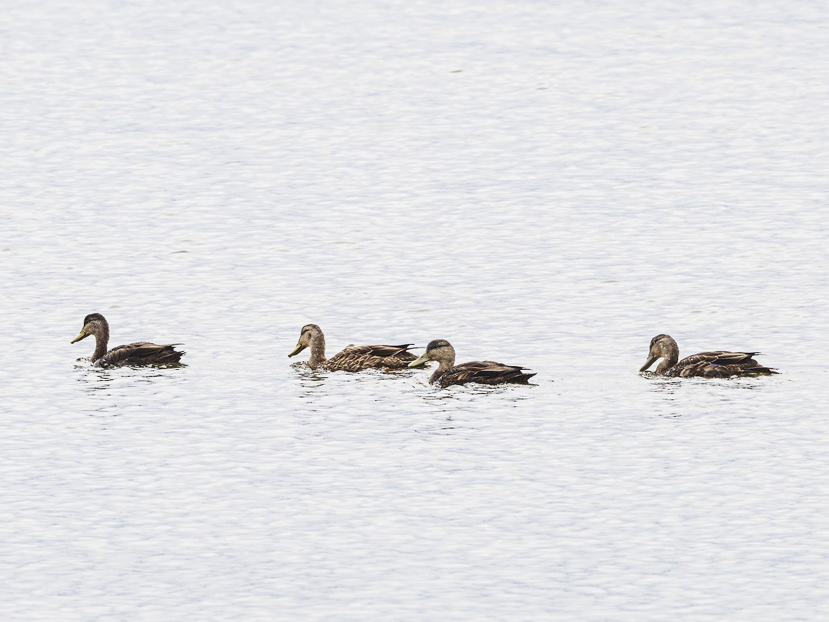 American Black Duck - ML642609187