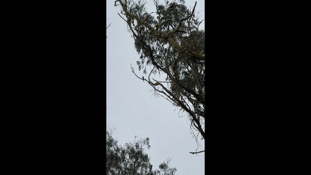 Sharp-shinned Hawk (Northern) - ML642609197