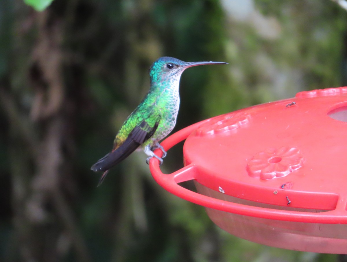 Golden-tailed Sapphire - ML642609209