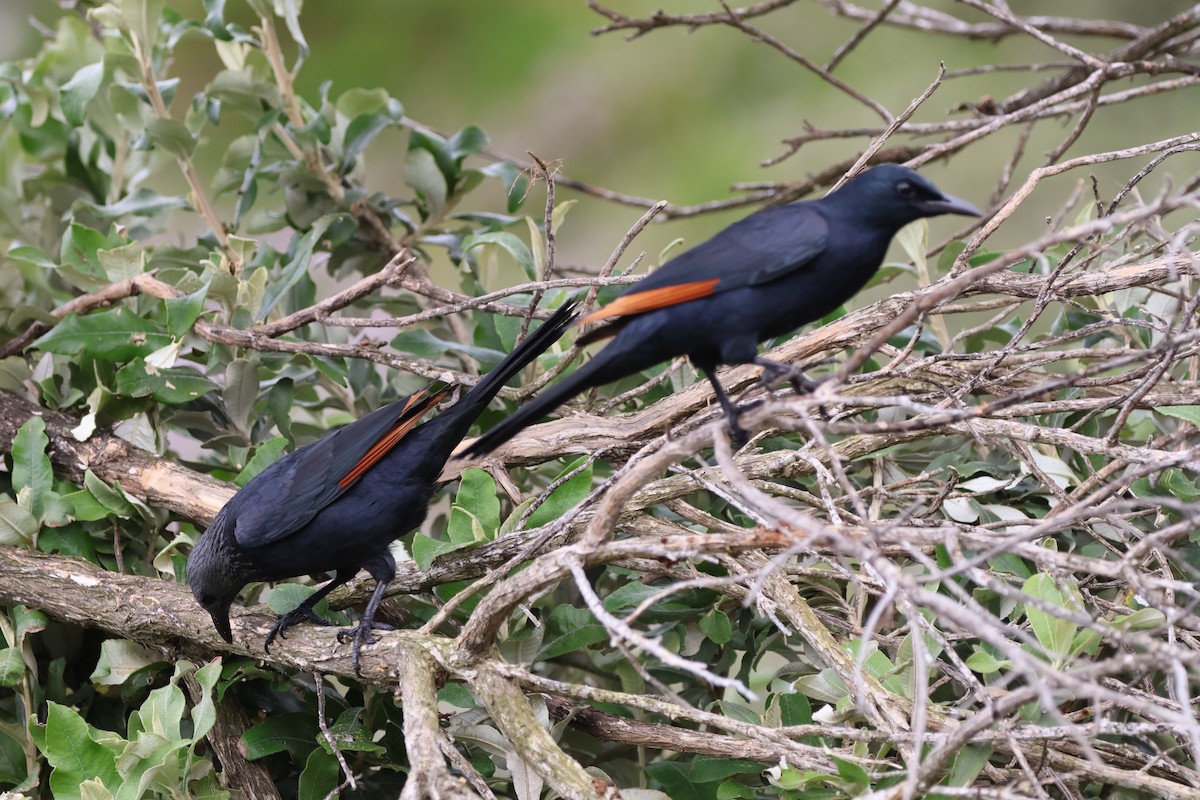Red-winged Starling - ML642609210