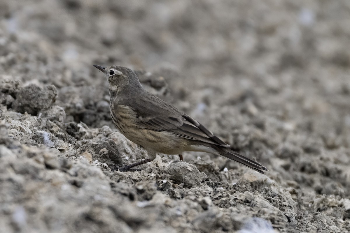 American Pipit - ML642609246