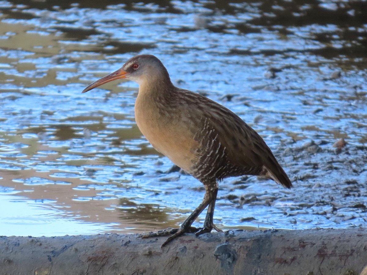 Clapper Rail - ML642609251