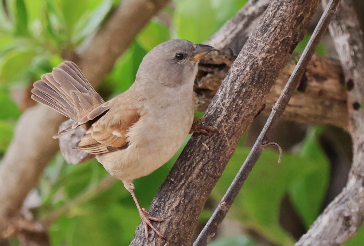 Southern Gray-headed Sparrow - ML642609272