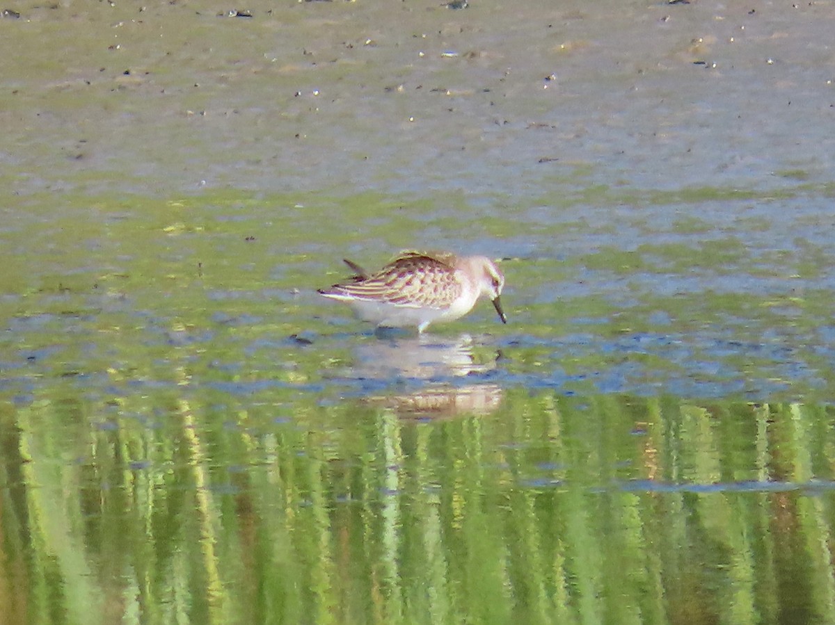 Semipalmated Sandpiper - ML642609292