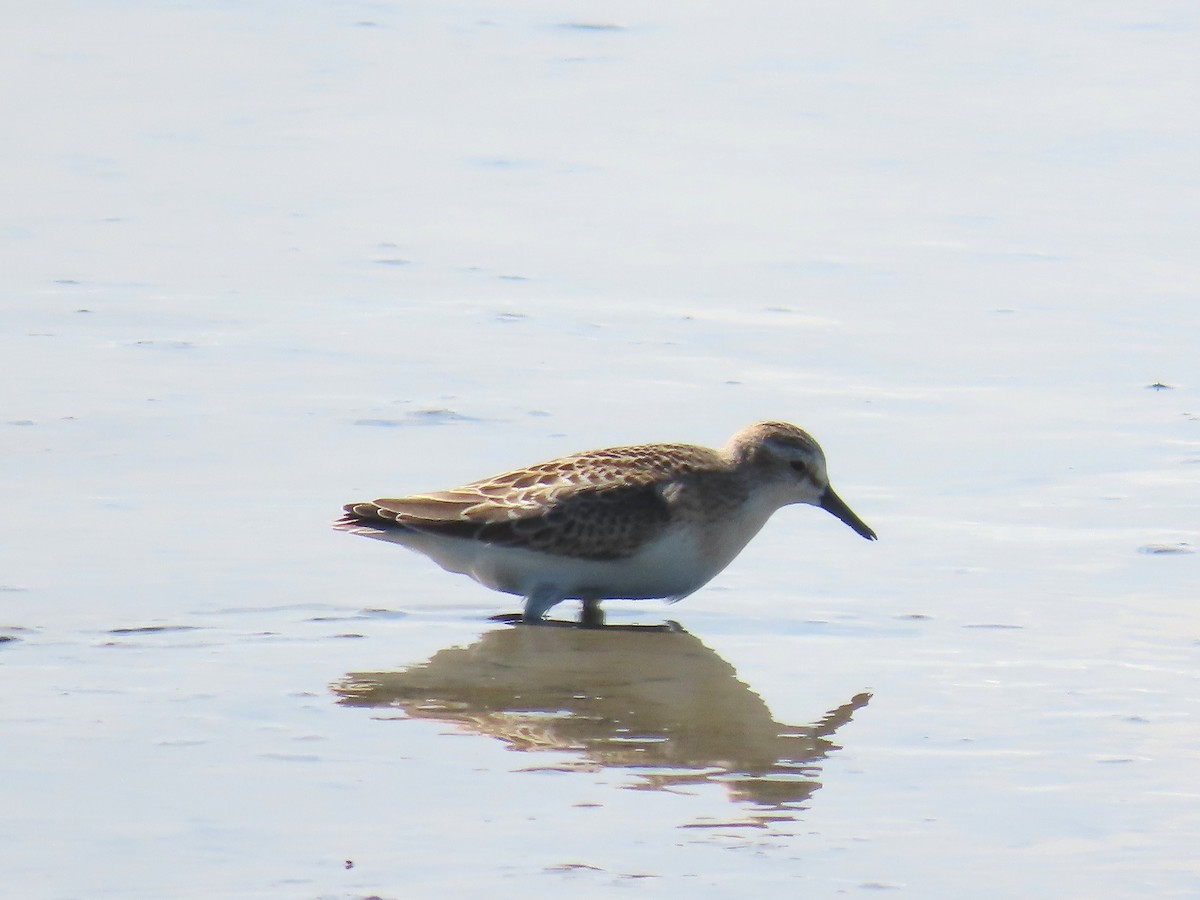 Semipalmated Sandpiper - ML642609294