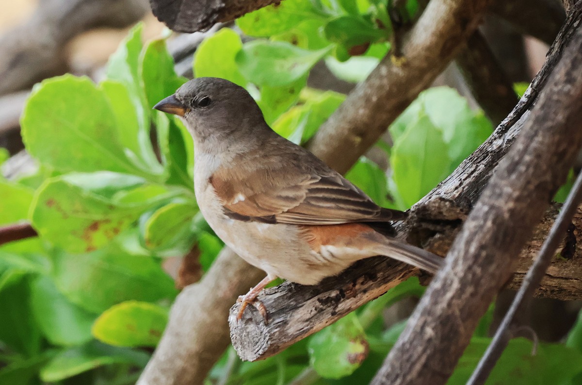 Southern Gray-headed Sparrow - ML642609296