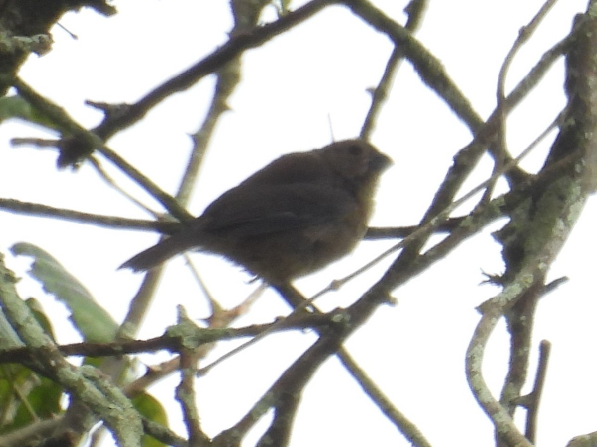 Thick-billed Seed-Finch - ML642609302