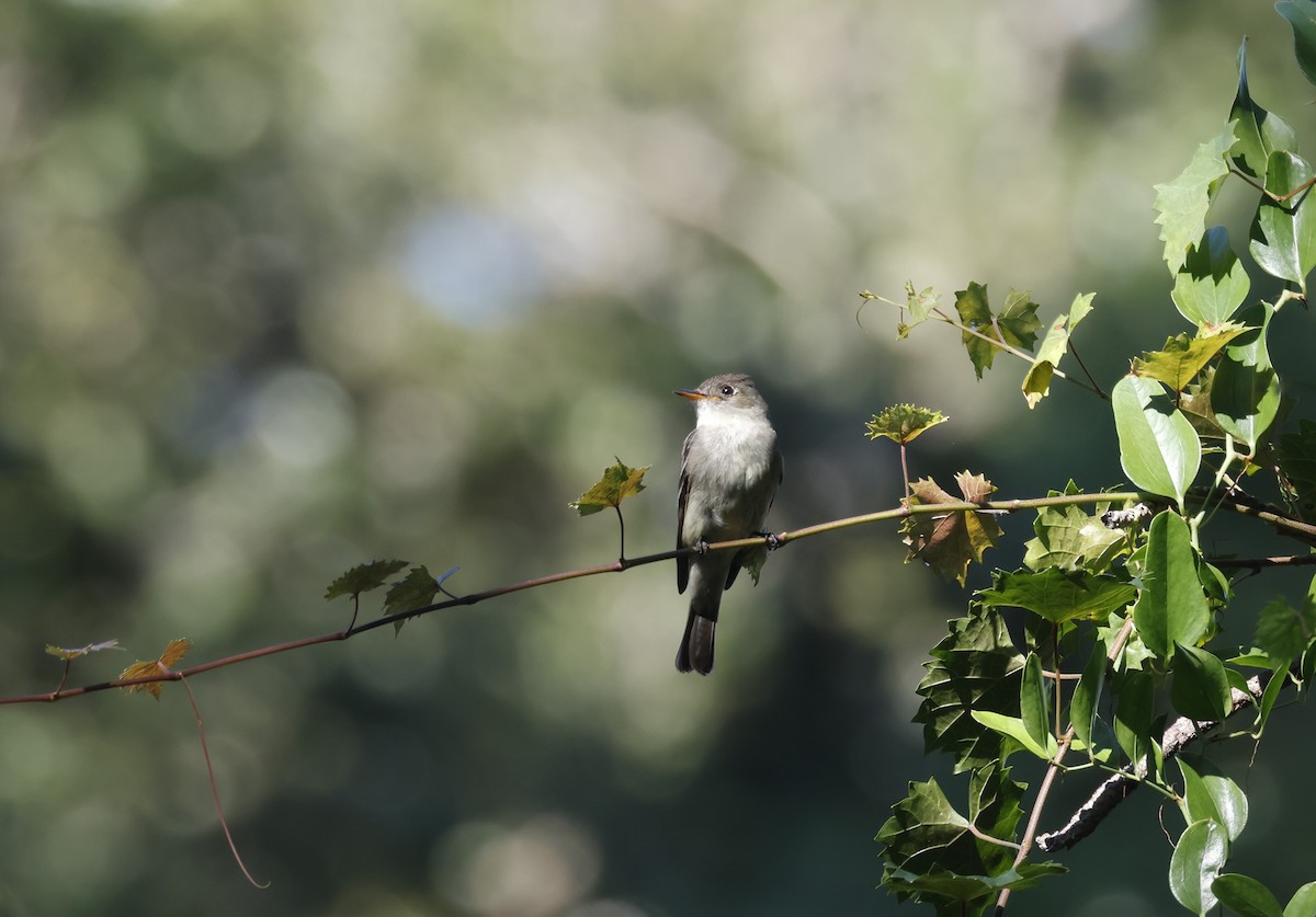 Eastern Wood-Pewee - ML642609328