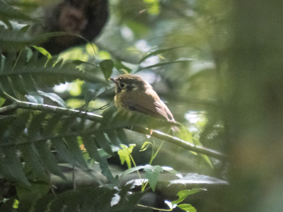 White-throated Spadebill - ML642609341