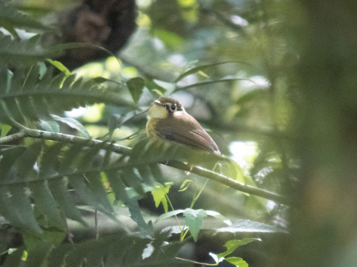 White-throated Spadebill - ML642609342