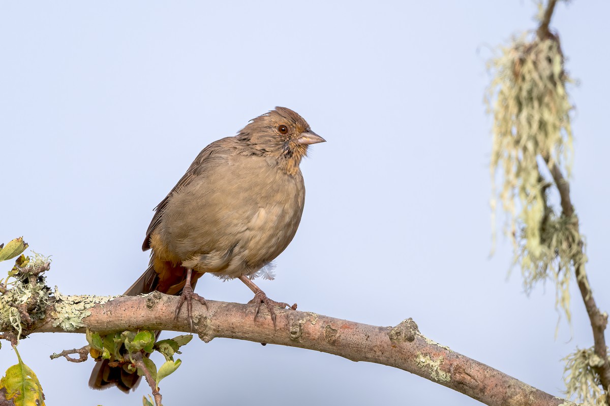 California Towhee - ML642609345