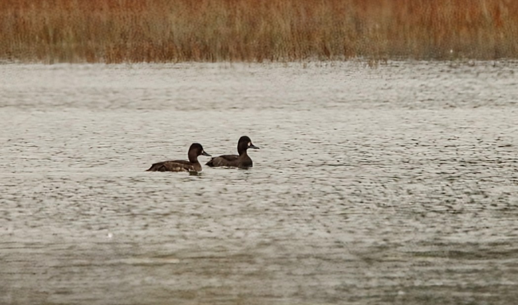 Lesser Scaup - ML642609351