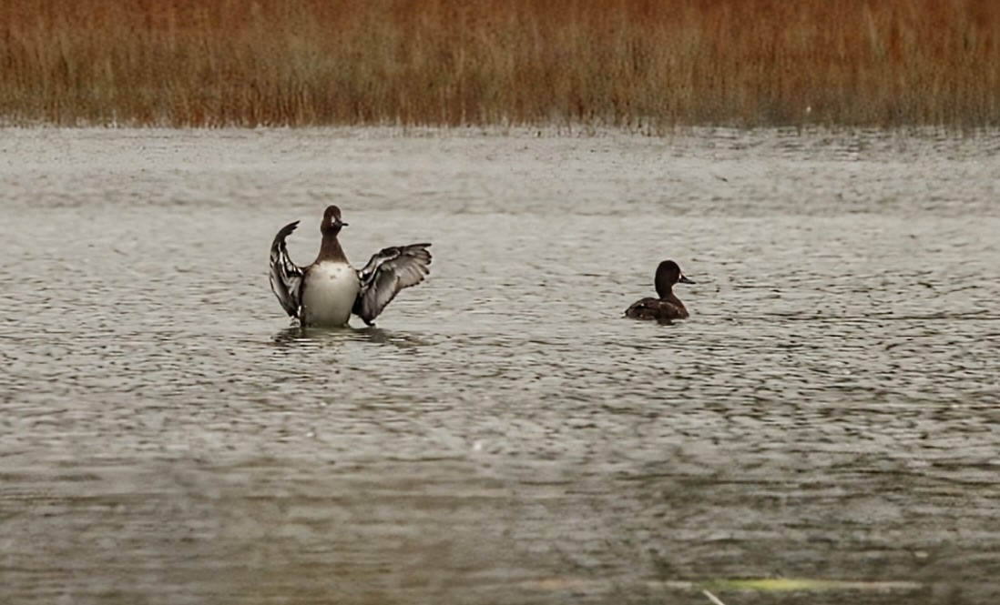 Lesser Scaup - ML642609352