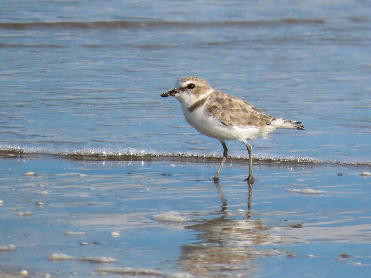 Snowy Plover - ML642609355