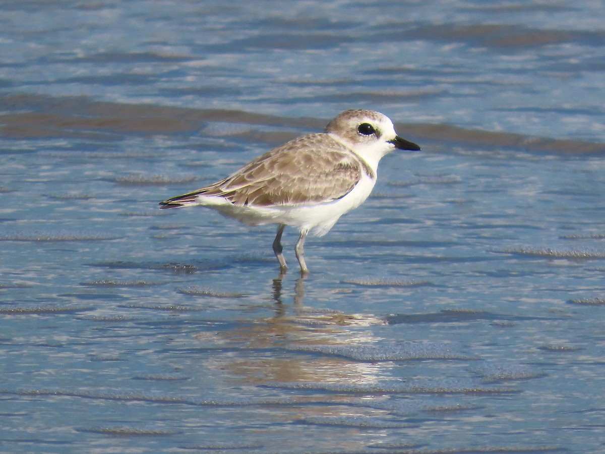 Snowy Plover - ML642609358