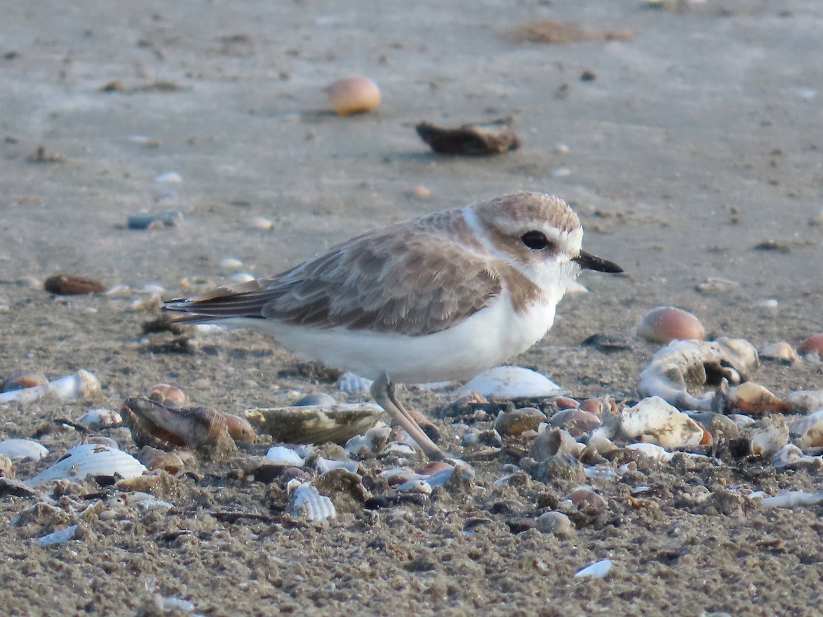 Snowy Plover - ML642609359
