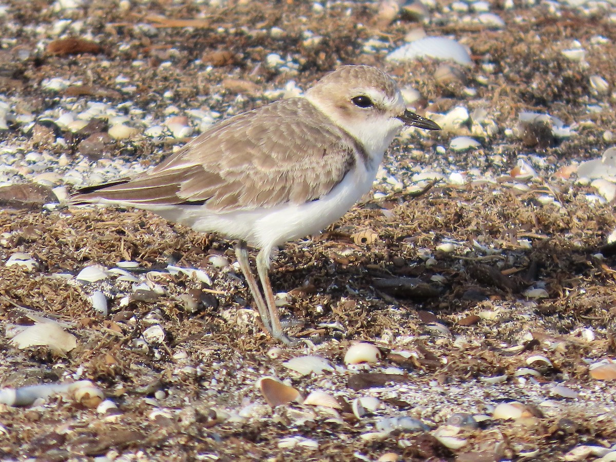 Snowy Plover - ML642609361