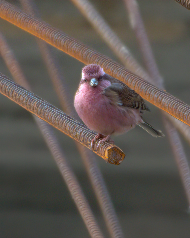 Pink-browed Rosefinch - ML642609393