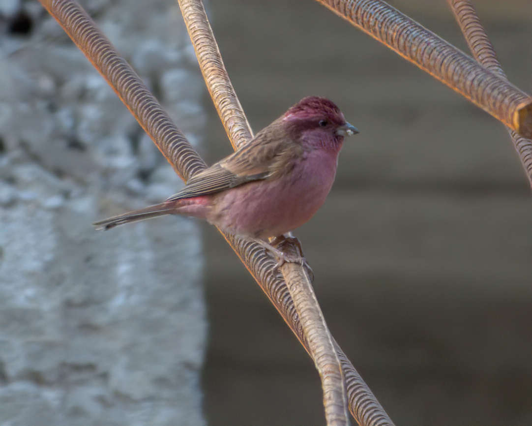 Pink-browed Rosefinch - ML642609394