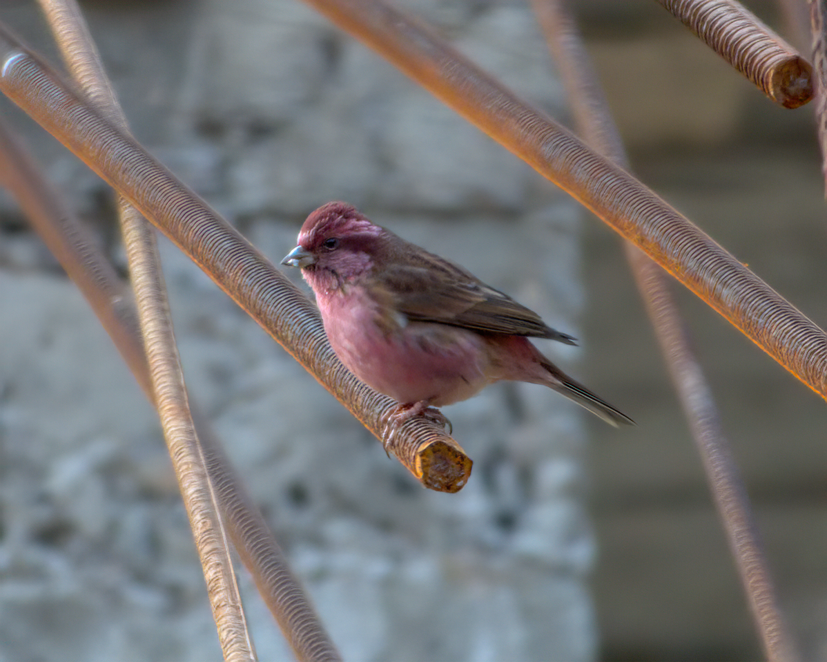 Pink-browed Rosefinch - ML642609395