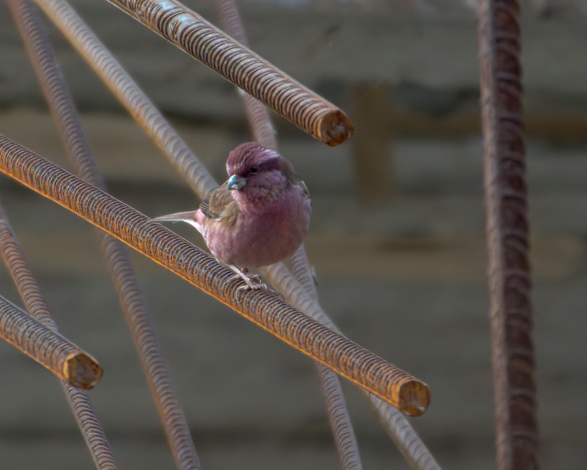 Pink-browed Rosefinch - ML642609396