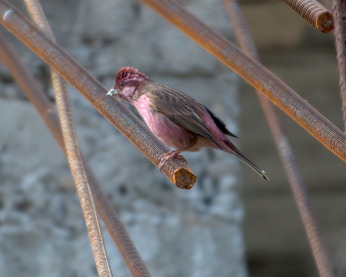 Pink-browed Rosefinch - ML642609398