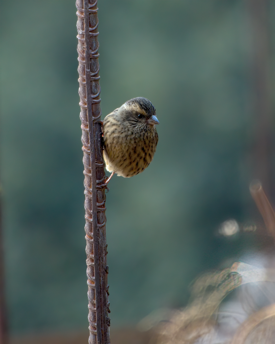 Pink-browed Rosefinch - ML642609399