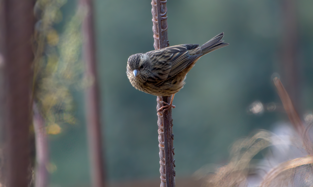 Pink-browed Rosefinch - ML642609400