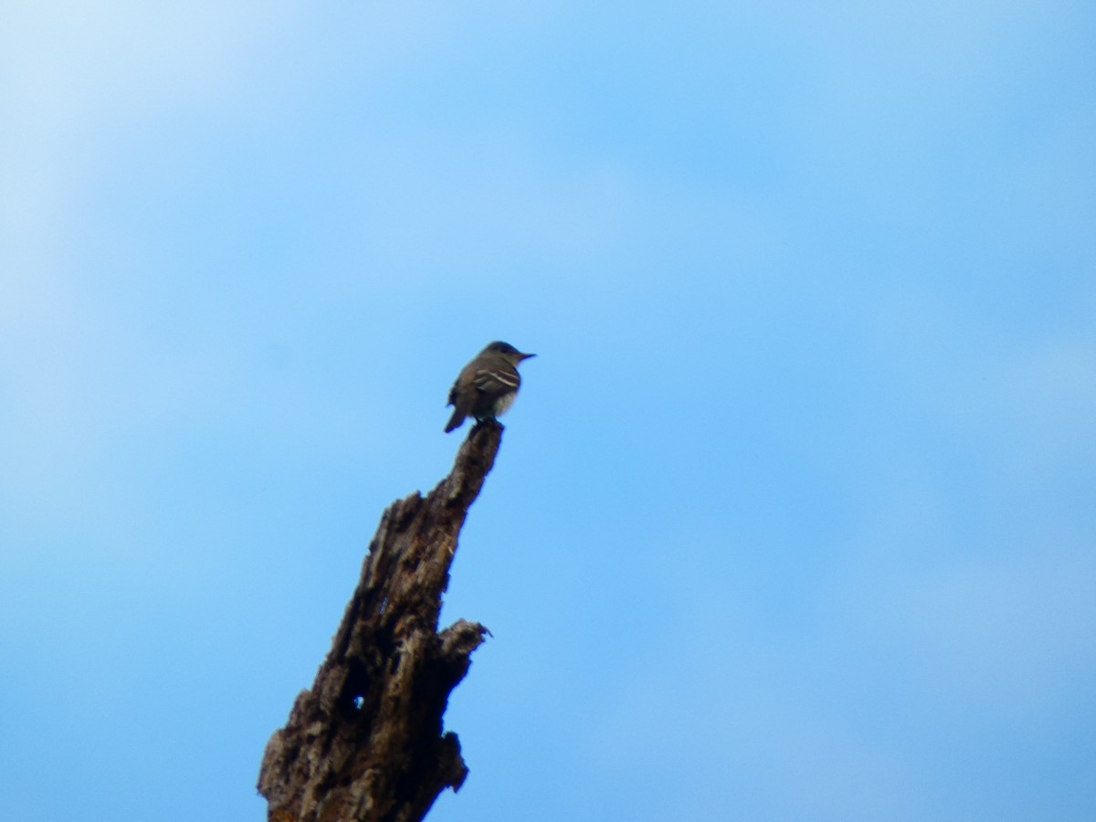 Eastern Wood-Pewee - ML642609419