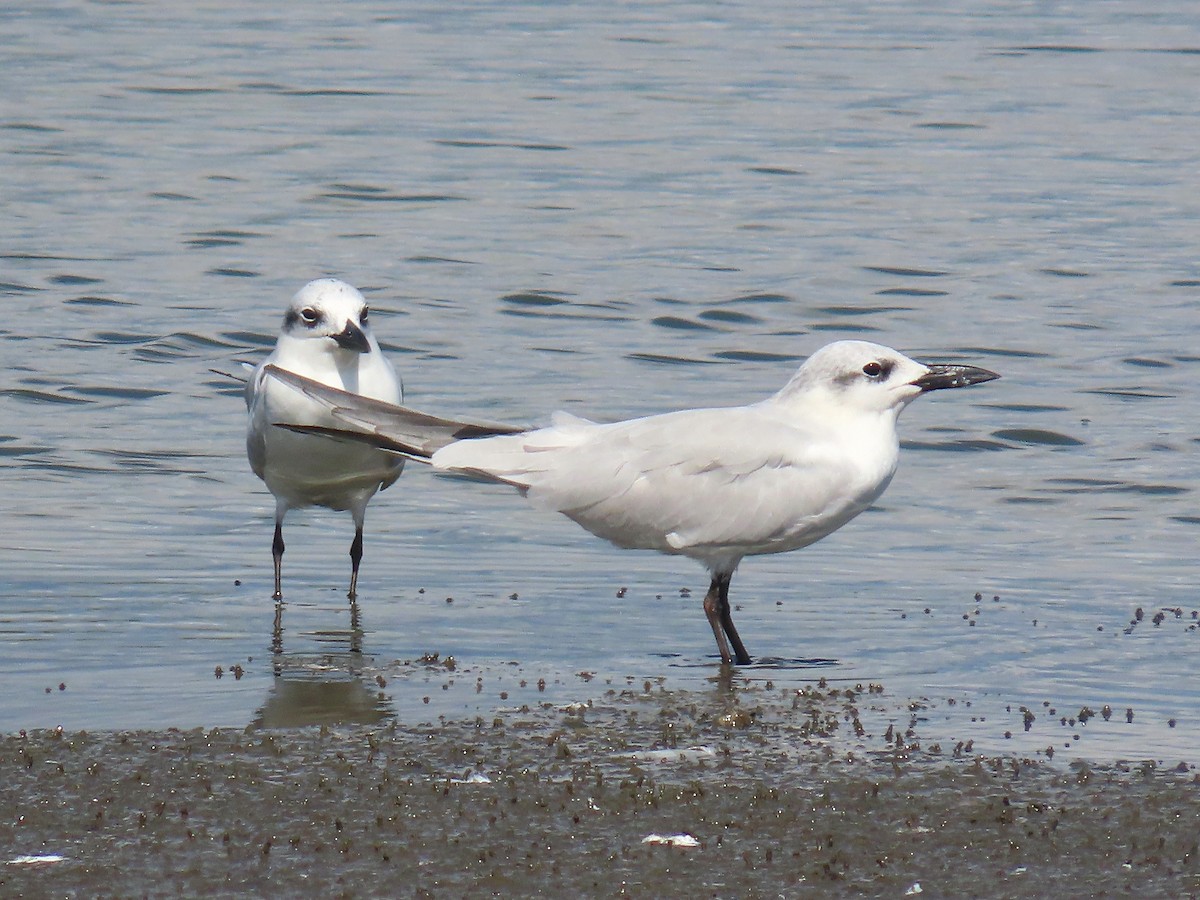 鷗嘴燕鷗 - ML642609420