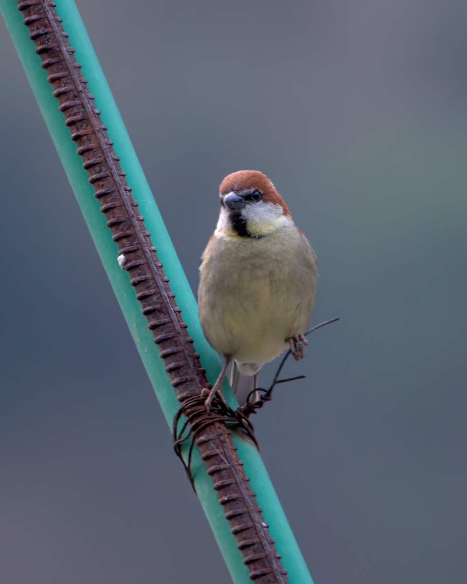 Russet Sparrow - ML642609421