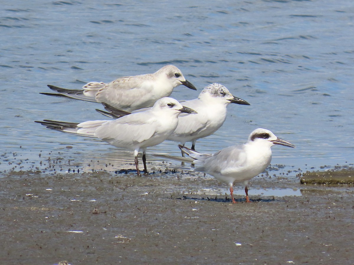 鷗嘴燕鷗 - ML642609422