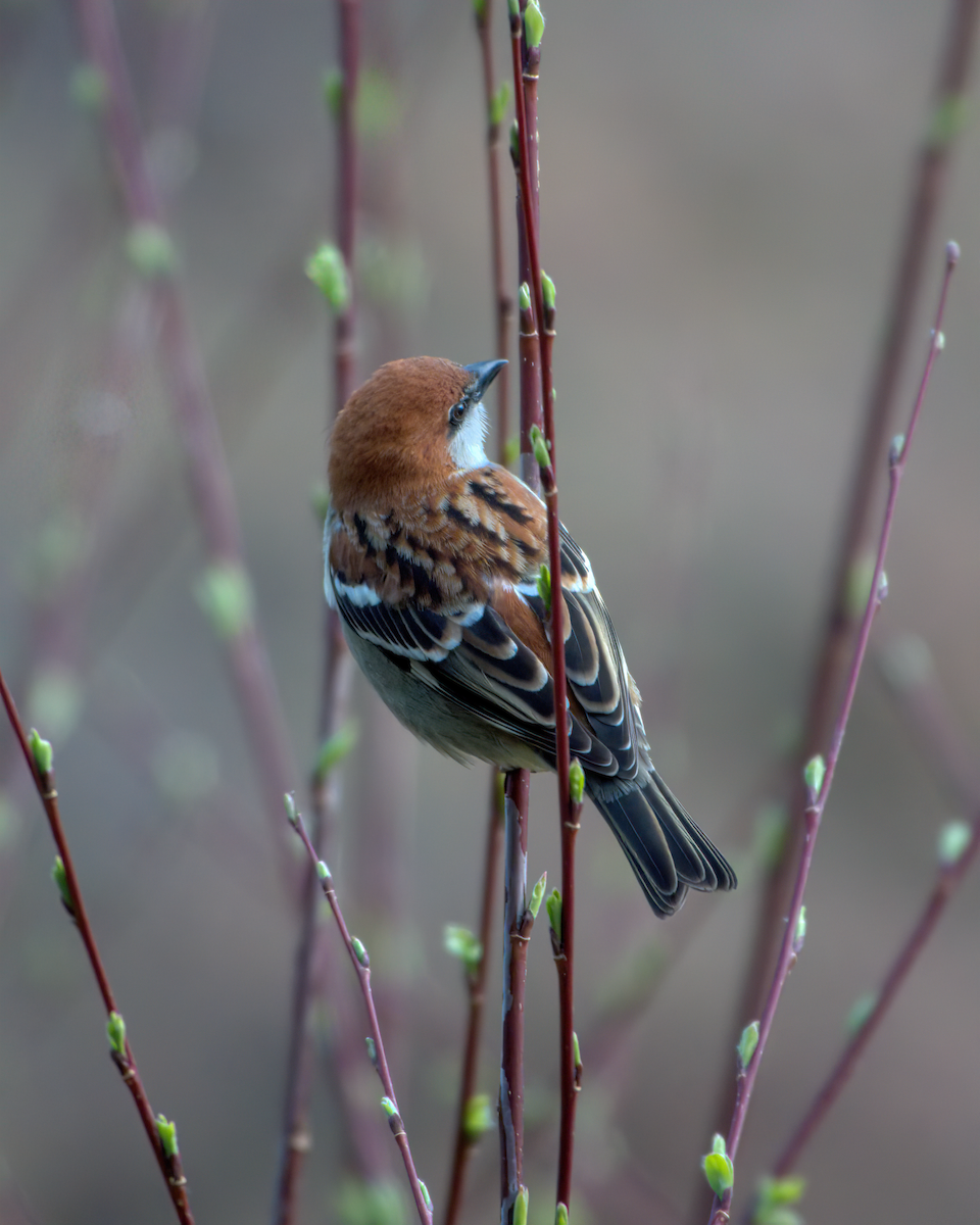 Russet Sparrow - ML642609423
