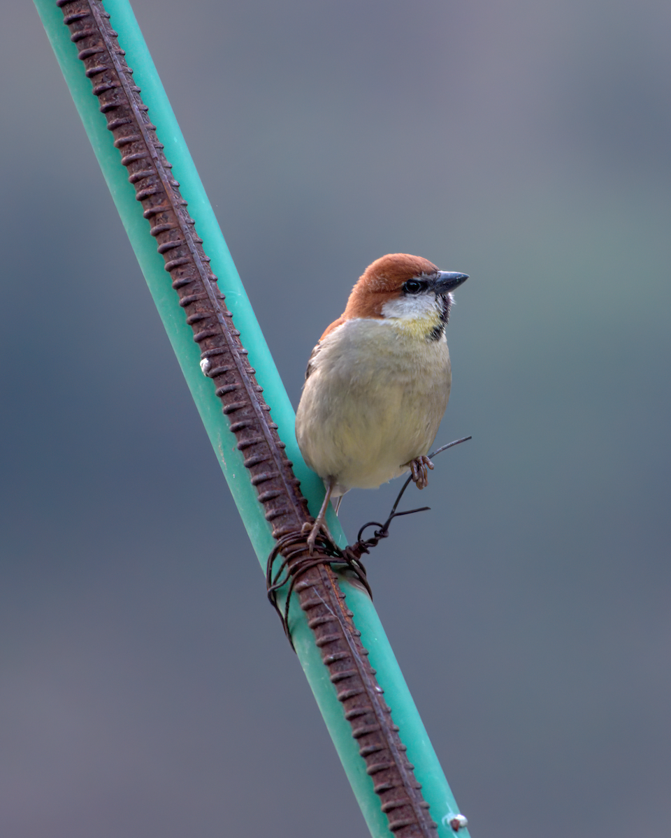 Russet Sparrow - ML642609424