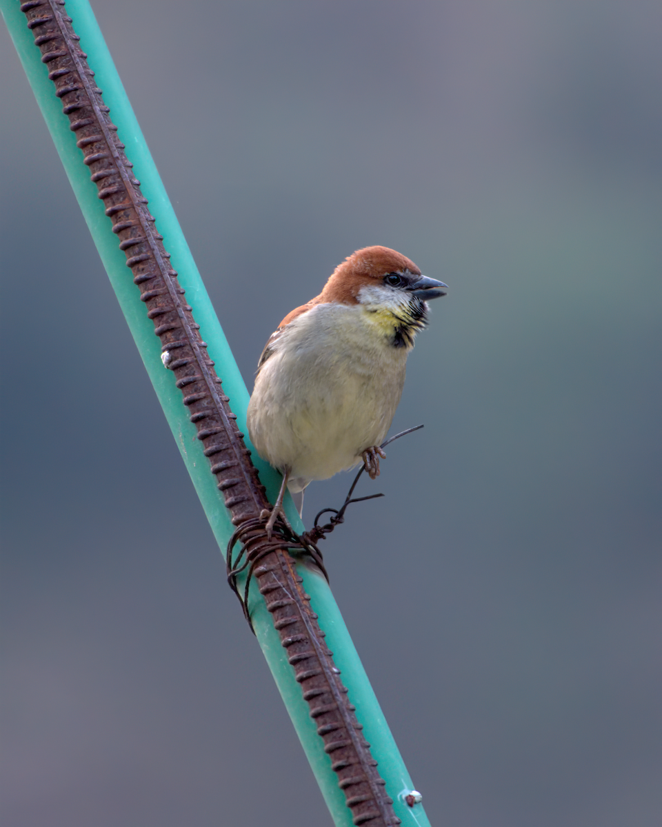 Russet Sparrow - ML642609425