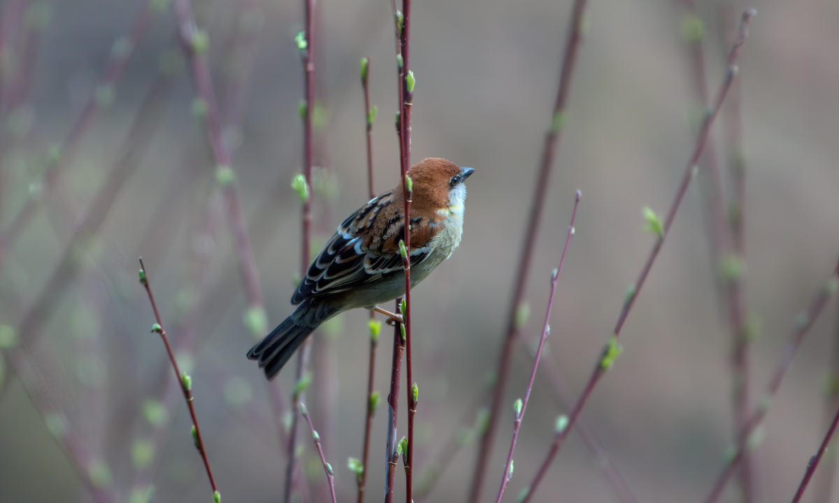Russet Sparrow - ML642609426