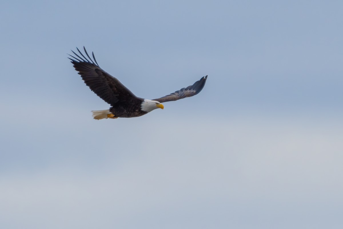 Bald Eagle - ML642609466