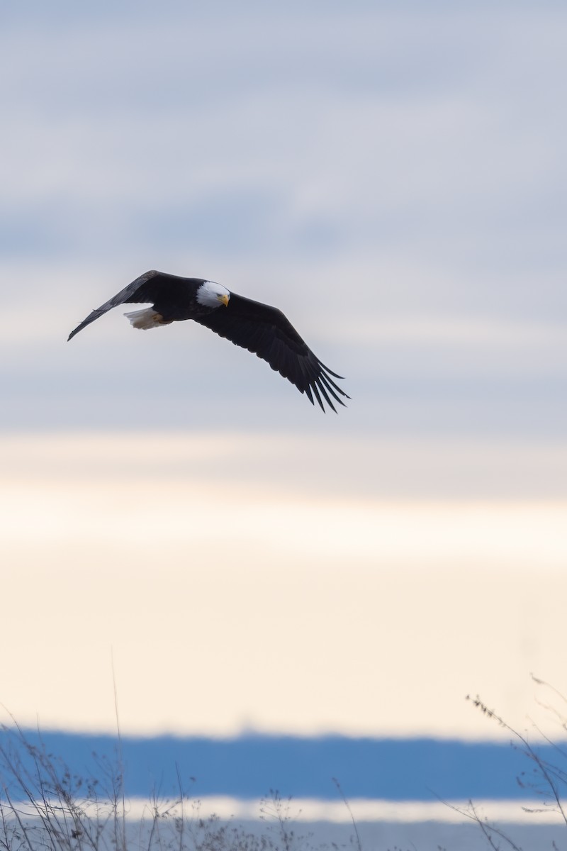 Bald Eagle - ML642609467