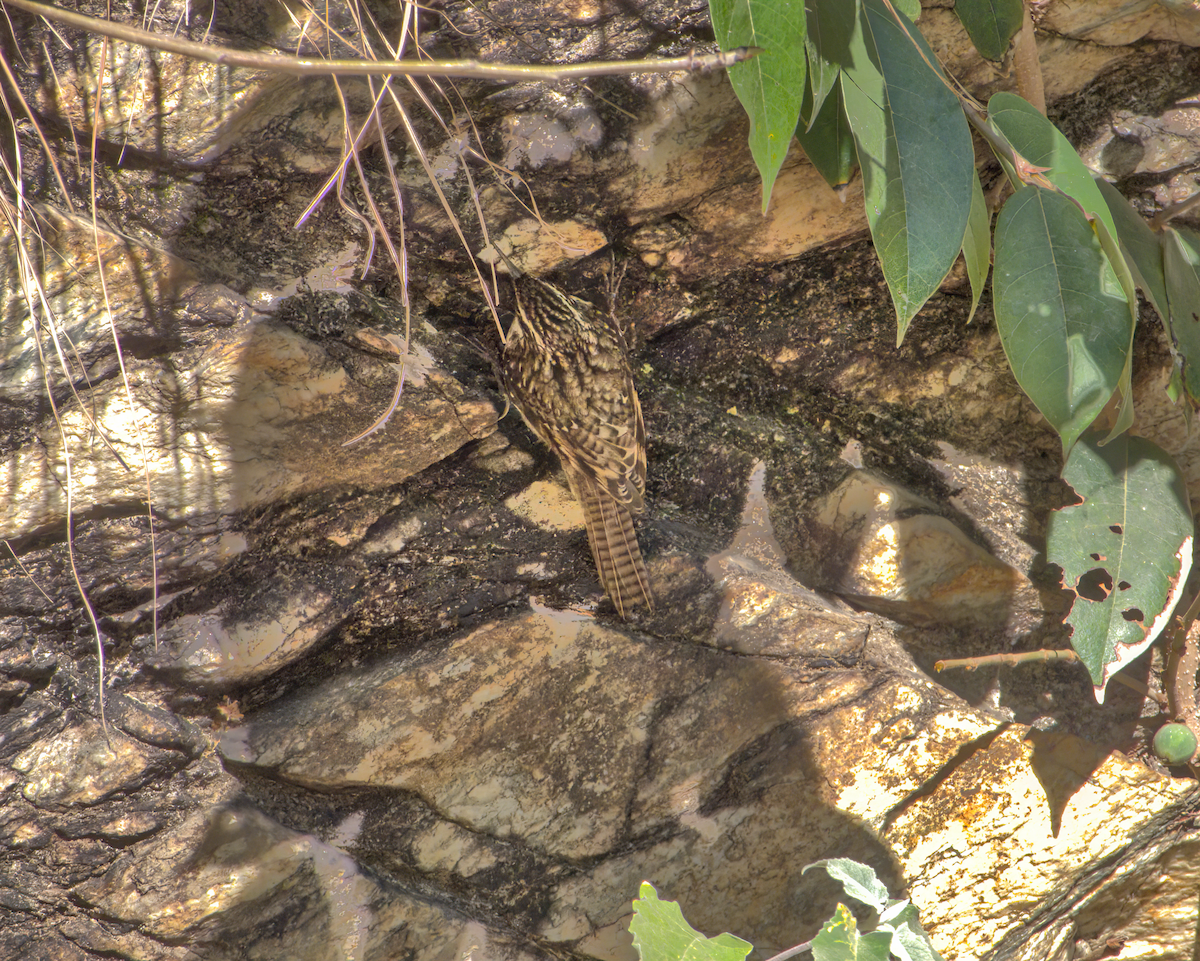 Bar-tailed Treecreeper - ML642609527