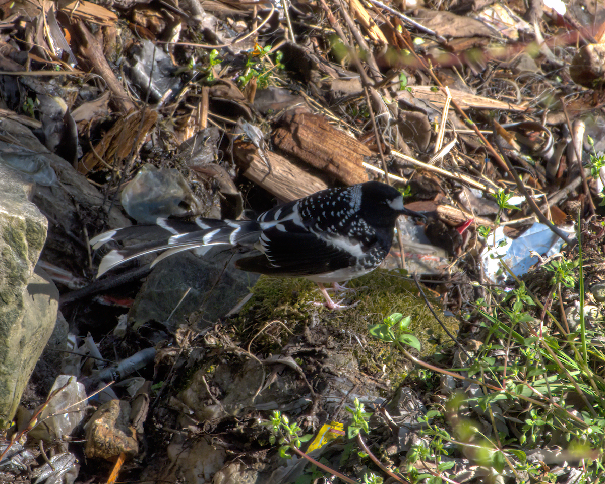 Spotted Forktail - ML642609555