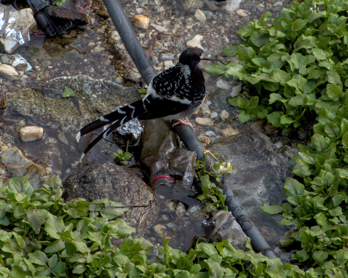 Spotted Forktail - ML642609556