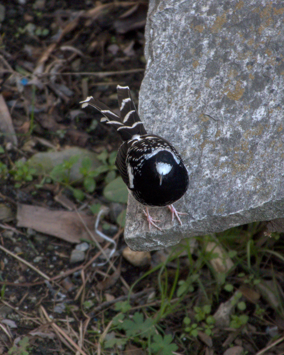 Spotted Forktail - ML642609558