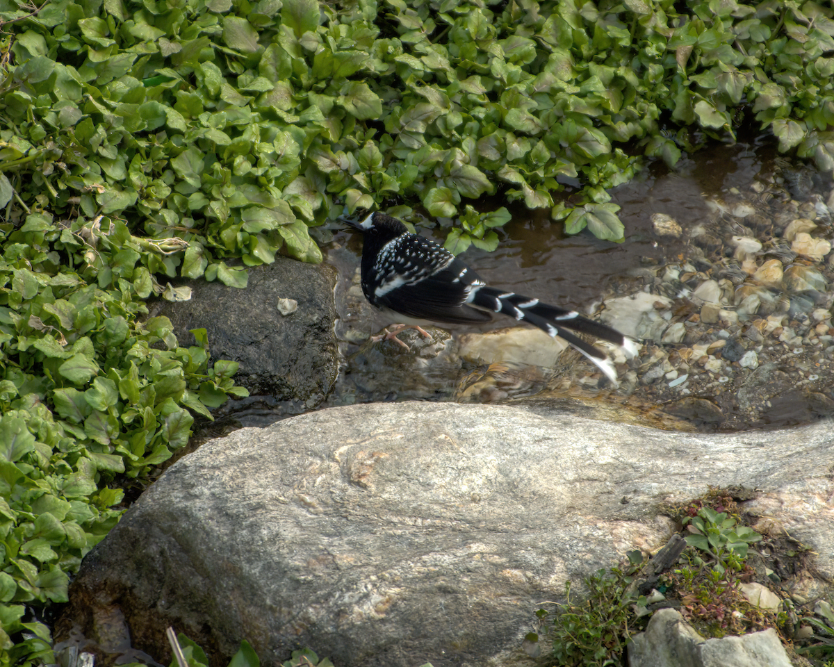 Spotted Forktail - ML642609560