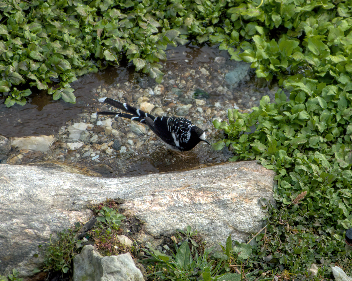Spotted Forktail - ML642609561