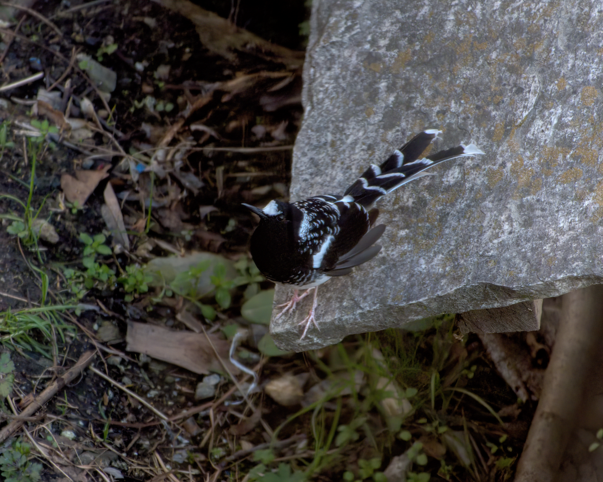 Spotted Forktail - ML642609562