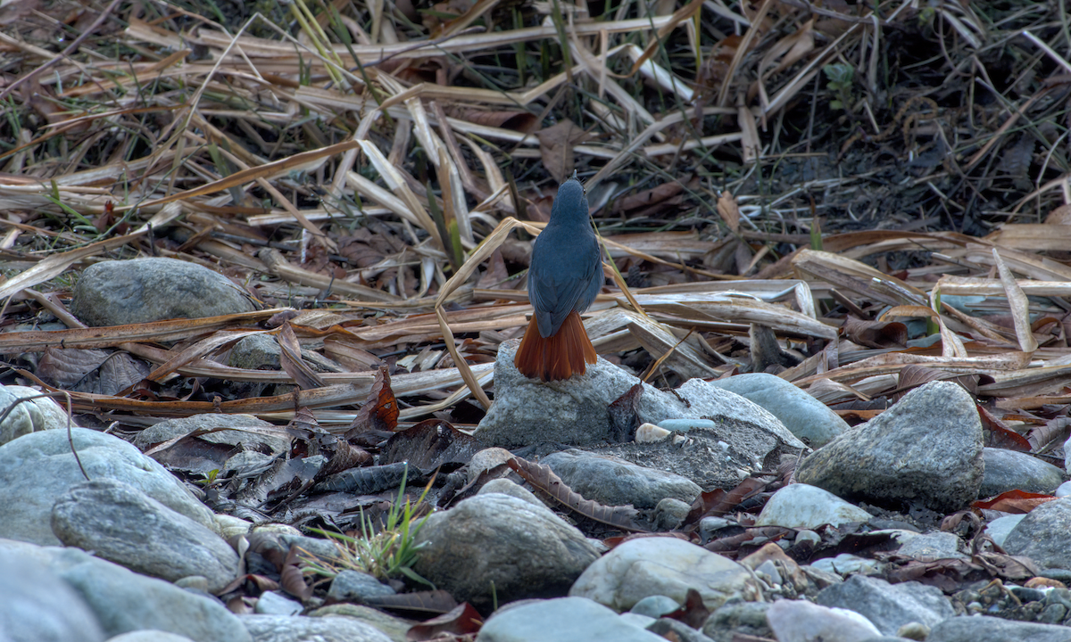 Plumbeous Redstart - ML642609571