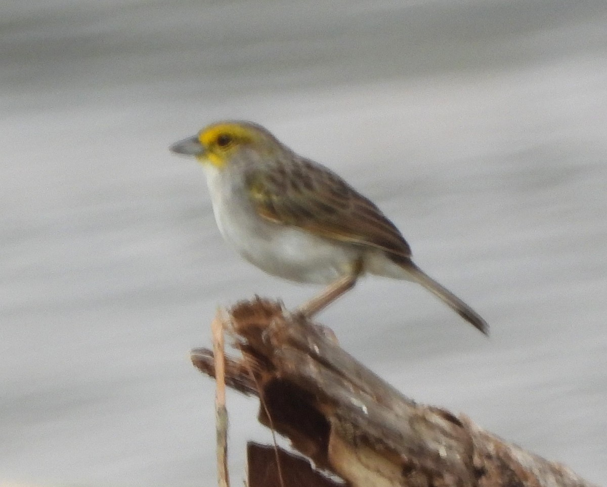 Yellow-browed Sparrow - ML642609578