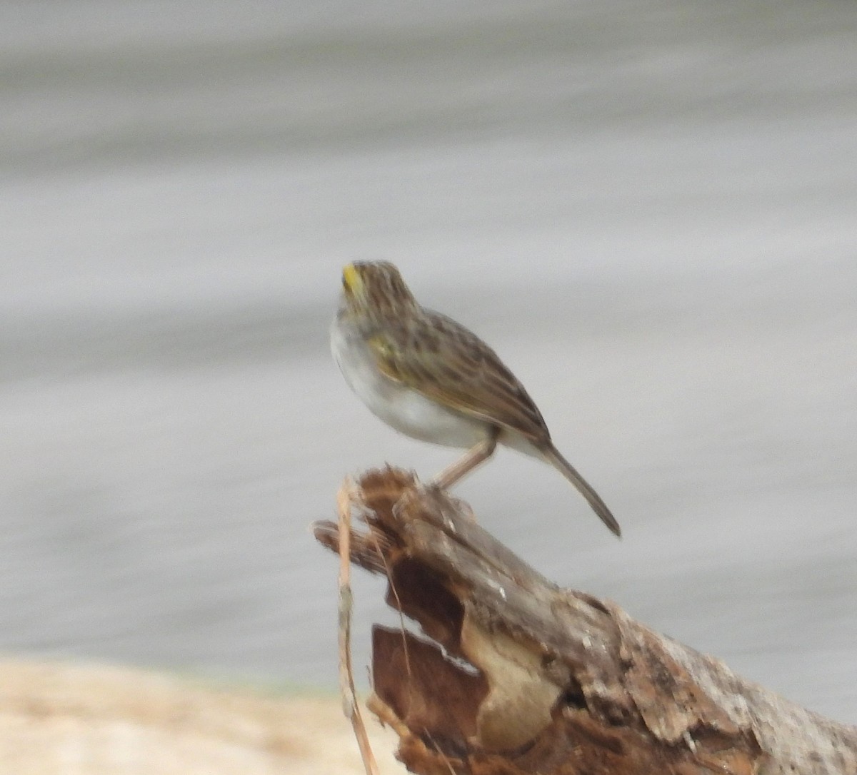 Yellow-browed Sparrow - ML642609579