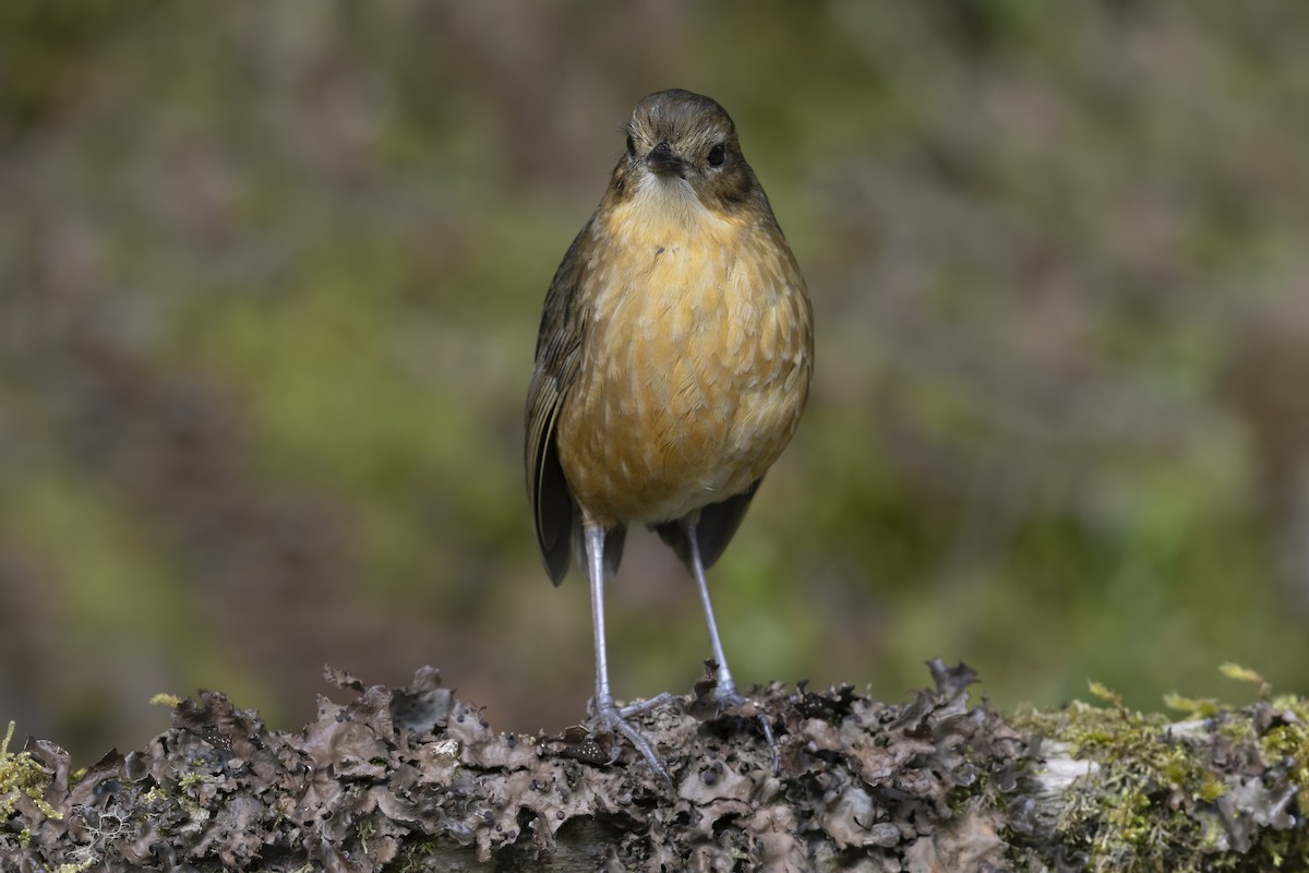 Tawny Antpitta - ML642609598