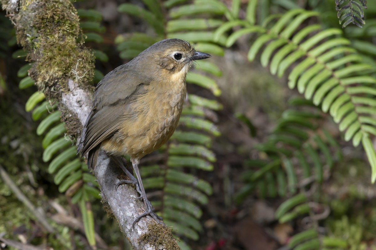 Tawny Antpitta - ML642609602